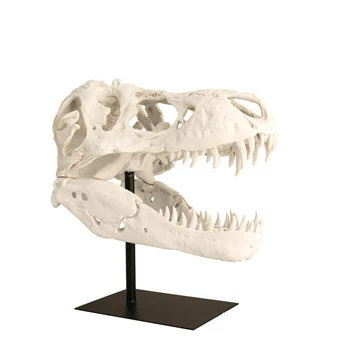 7317061 Now's Home France Beeld Schedel Dino op statief zijkant