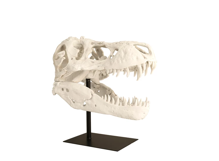 7317061 Now's Home France Beeld Schedel Dino op statief zijkant