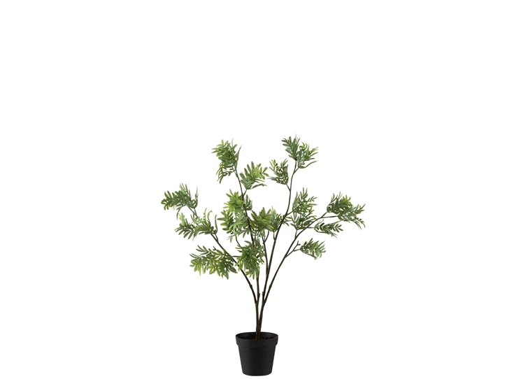 Mimosa in plastiek pot- groen- 2569