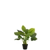 plant in plastiek pot- Pothos- groen- 12530