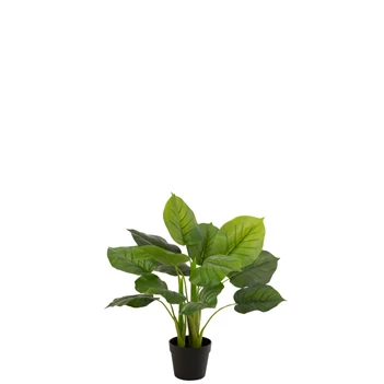 plant in plastiek pot- Pothos- groen- 12530