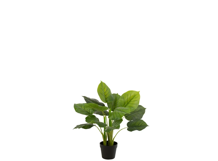 plant in plastiek pot- Pothos- groen- 12530