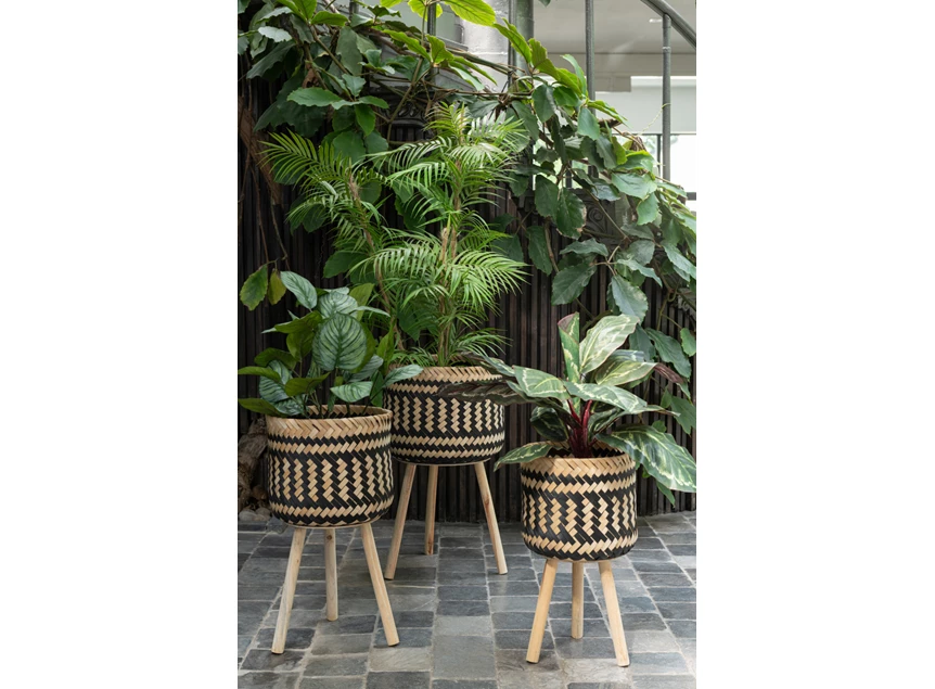 plant in plastiek pot- Pothos- groen- gecombineerd met bloempot