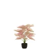 Caladium in pot- plastiek- licht roze/groen- 22020