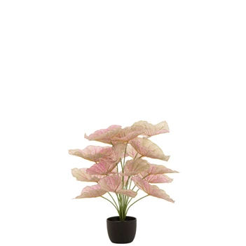 Caladium in pot- plastiek- licht roze/groen- 22020