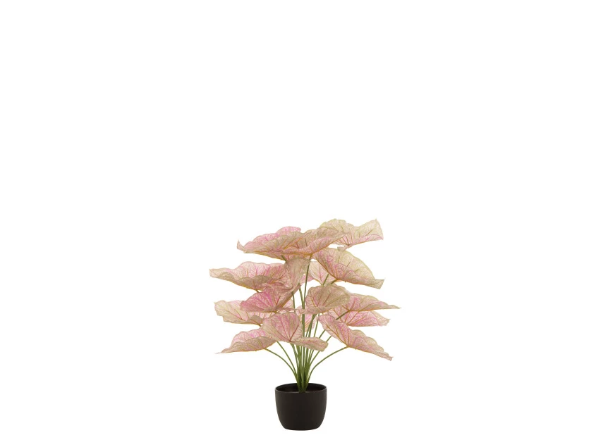 Caladium in pot- plastiek- licht roze/groen- 22020