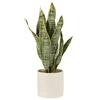 Plant sansevieria in pot- pvc- groen- extra large- 33023