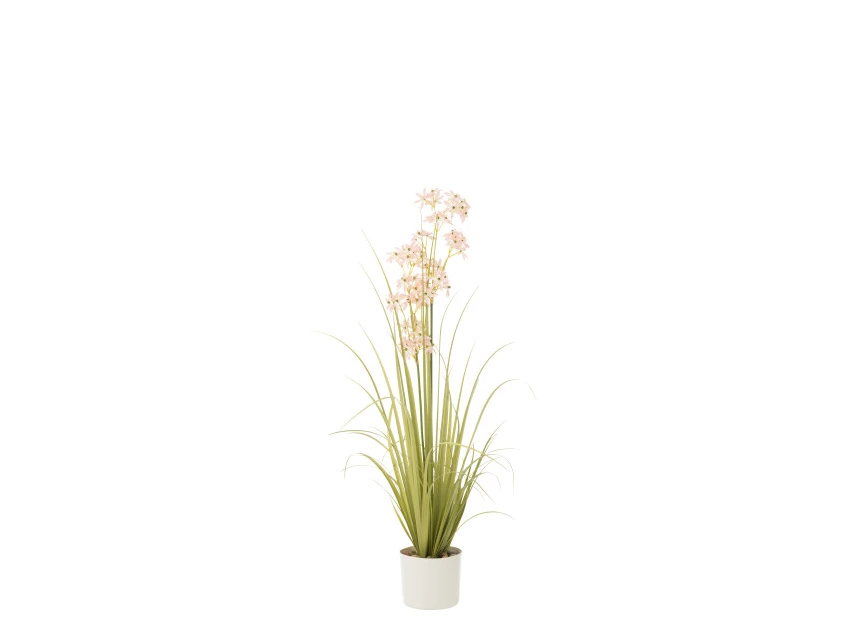 Allium in pot- plastiek- groen/roze- medium- 33034