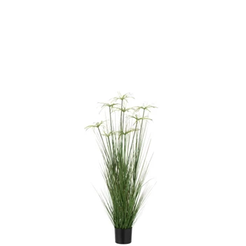 Cyperus alternifolius 8koppen in pot- pvc- groen- medium- 33111
