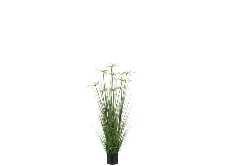 Cyperus alternifolius 8koppen in pot- pvc- groen- medium- 33111