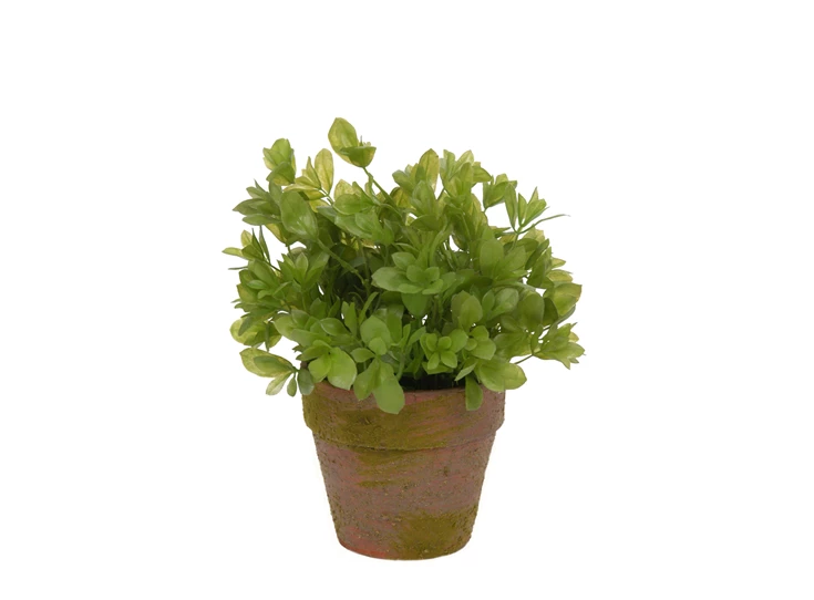 1387 J-Line Jolipa Kunstplant Buxus in Potje Ø12cm H22cm