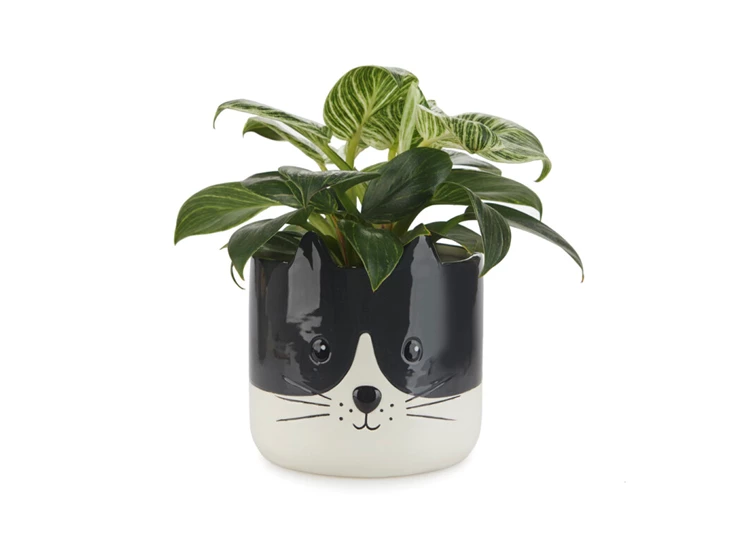 bloempot kat- zwart/wit- keramiek- met plant