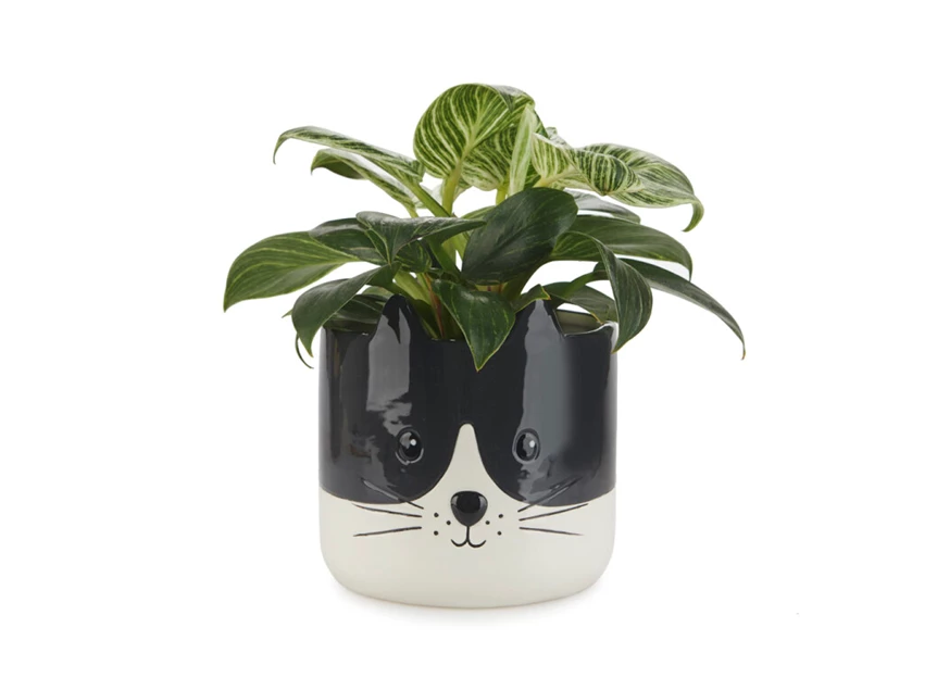 bloempot kat- zwart/wit- keramiek- met plant