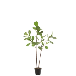 Vioolbladplant in pot- plastiek- groen