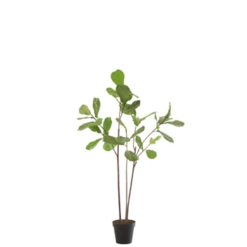 Vioolbladplant in pot- plastiek- groen