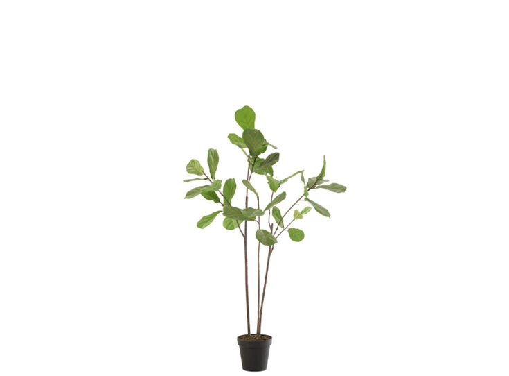 Vioolbladplant in pot- plastiek- groen