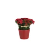 Rozen+Bessen In Pot Cement Plastiek Rood/Groen (20x20x25cm)