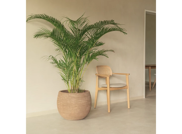 Sfeerfoto Armstoel Dining Armchair Titus Natural Stained Oak Vincent Sheppard