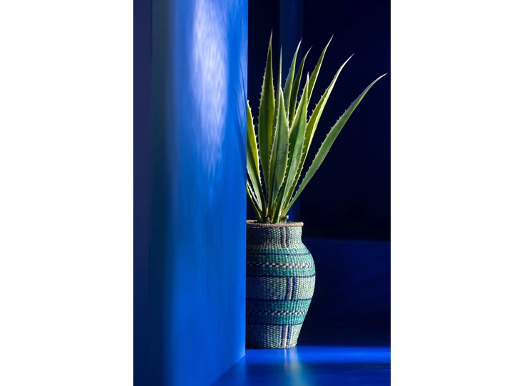 agave gebroken wit sfeerfoto