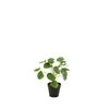 12526 J-Line Jolipa Kunstplant Pilea Peperomioides Groen