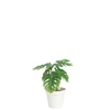 80198 J-line Jolipa Kunstplant Philodendron in Pot M